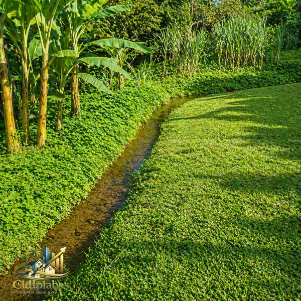 🌿 Mini Chácara à Venda em Ipiabas – Seu Refúgio com Lagos e Natureza Viva: 12ª foto da galeria de imagens do imóvel