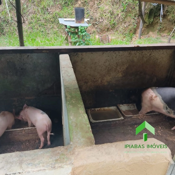 🌱 Sitio a venda em Ipiabas, Sede com 4 Quartos, 2 Suites, Piscina e Área Gourmet com 20.000 m2.: 36ª foto da galeria de imagens do imóvel