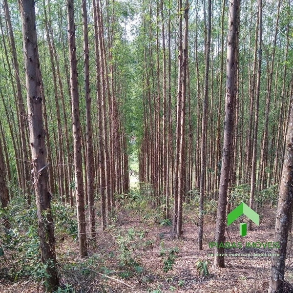 🌱 Fazenda a venda em Ipiabas, com 2 Casas, 32 Alqueires Paulistas.: 42ª foto da galeria de imagens do imóvel