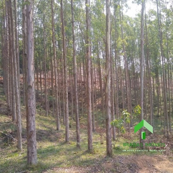 🌱 Fazenda a venda em Ipiabas, com 2 Casas, 32 Alqueires Paulistas.: 44ª foto da galeria de imagens do imóvel