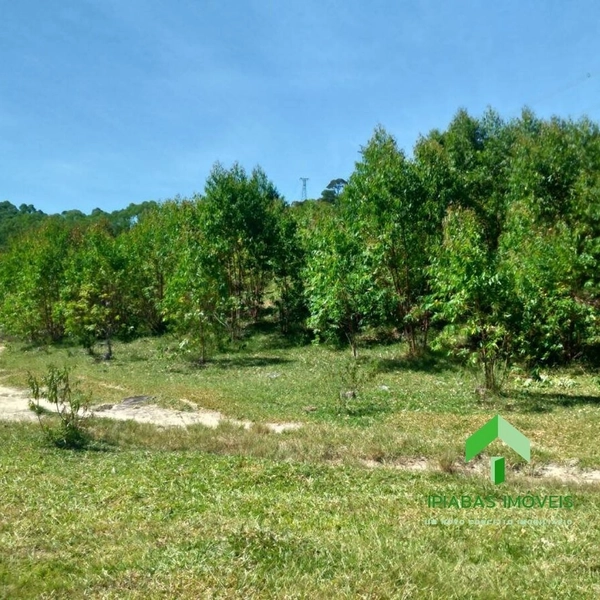 🌱 Fazenda a venda em Ipiabas, com 2 Casas, 32 Alqueires Paulistas.: 50ª foto da galeria de imagens do imóvel