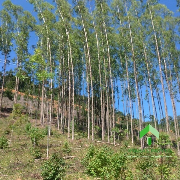 🌱 Fazenda a venda em Ipiabas, com 2 Casas, 32 Alqueires Paulistas.: 43ª foto da galeria de imagens do imóvel