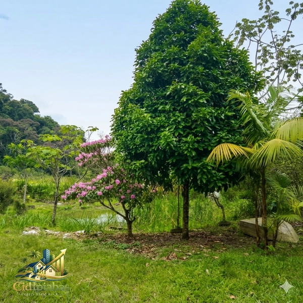 🌄 Terreno à Venda em Ipiabas – 1.000m² Plano, Murado e Pronto para Construir: 7ª foto da galeria de imagens do imóvel