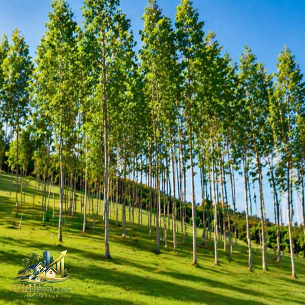 🌿 Fazenda Produtiva à Venda em Ipiabas : 39ª foto da galeria de imagens do imóvel