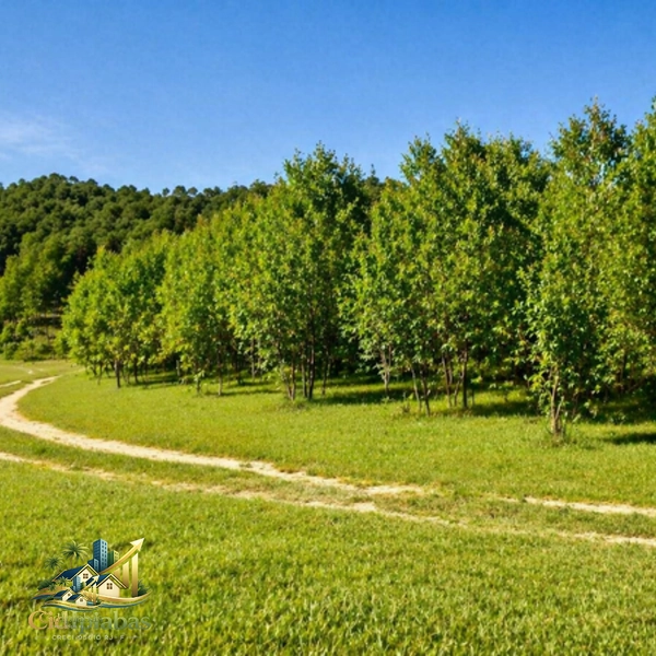 🌿 Fazenda Produtiva à Venda em Ipiabas : 30ª foto da galeria de imagens do imóvel