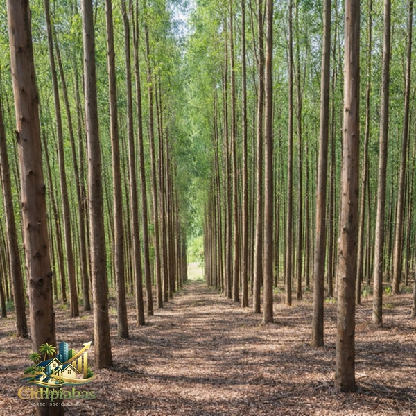 🌿 Fazenda Produtiva à Venda em Ipiabas : 42ª foto da galeria de imagens do imóvel