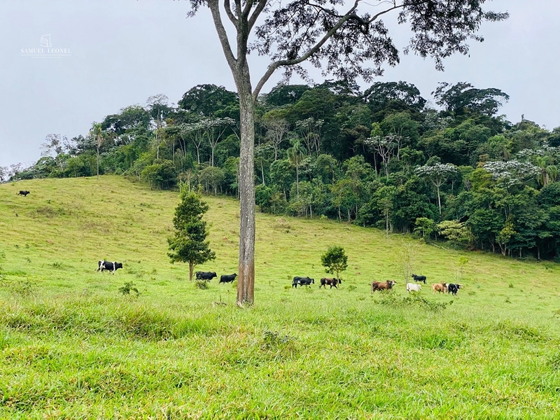 Sítio de 15 hectares com 4 nascentes e riacho em Ewbank da Câmara – MG: 3ª foto da galeria de imagens do imóvel