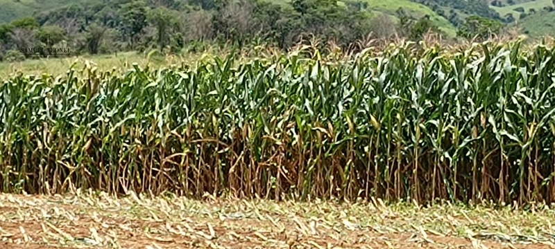 Fazenda à venda com 415h: 30ª foto da galeria de imagens do imóvel