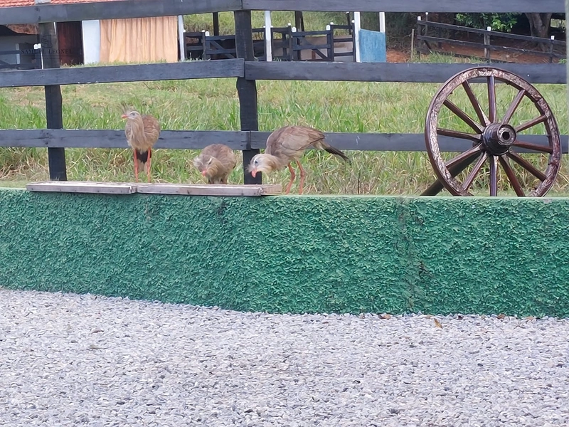 Fazenda de 78Ha. Para gado de corte com pouca benfeitoria a venda em Maripa de Minas MG por 2.790.000,00: 22ª foto da galeria de imagens do imóvel