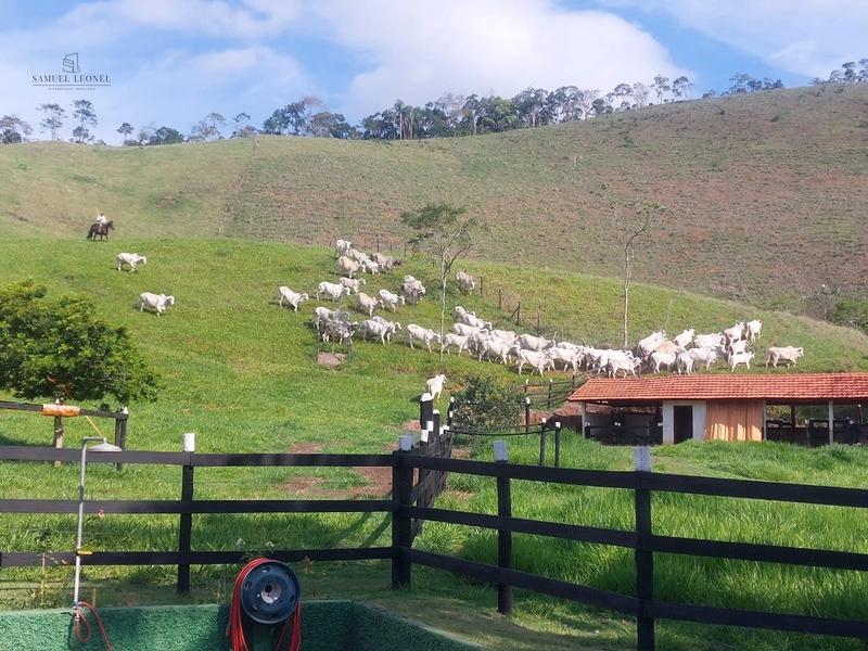 Fazenda de 78Ha. Para gado de corte com pouca benfeitoria a venda em Maripa de Minas MG por 2.790.000,00: 4ª foto da galeria de imagens do imóvel
