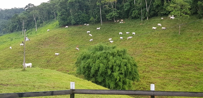 Fazenda de 78Ha. Para gado de corte com pouca benfeitoria a venda em Maripa de Minas MG por 2.790.000,00: 16ª foto da galeria de imagens do imóvel