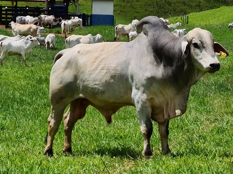 Fazenda de 78Ha. Para gado de corte com pouca benfeitoria a venda em Maripa de Minas MG por 2.790.000,00: 12ª foto da galeria de imagens do imóvel