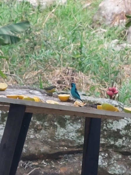 Fazenda de 78Ha. Para gado de corte com pouca benfeitoria a venda em Maripa de Minas MG por 2.790.000,00: 21ª foto da galeria de imagens do imóvel