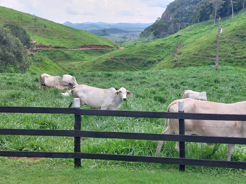 Fazenda de 78Ha. Para gado de corte com pouca benfeitoria a venda em Maripa de Minas MG por 2.790.000,00: 7ª foto da galeria de imagens do imóvel