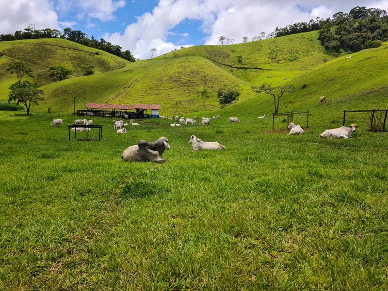 Fazenda de 78Ha. Para gado de corte com pouca benfeitoria a venda em Maripa de Minas MG por 2.790.000,00: 11ª foto da galeria de imagens do imóvel