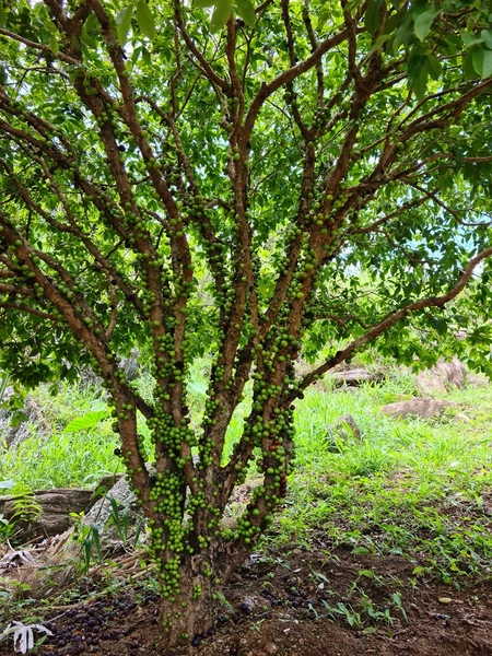 Fazenda de 78Ha. Para gado de corte com pouca benfeitoria a venda em Maripa de Minas MG por 2.790.000,00: 15ª foto da galeria de imagens do imóvel