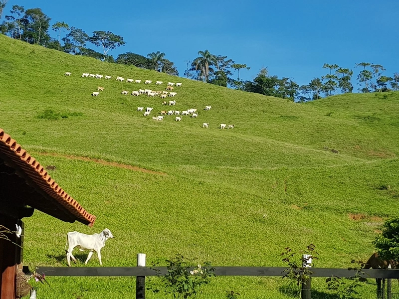 Fazenda de 78Ha. Para gado de corte com pouca benfeitoria a venda em Maripa de Minas MG por 2.790.000,00: 32ª foto da galeria de imagens do imóvel
