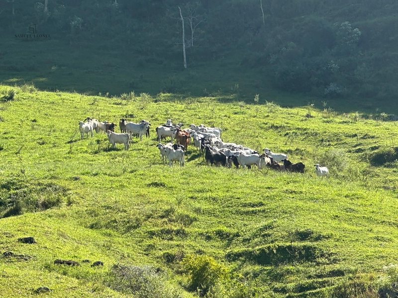 Fazenda de 64Ha. A venda na divisa de chácara e Juiz de Fora, acessível pela BR 267 , com apenas 3,5km estrada terra, por 2.190.000,00.: 12ª foto da galeria de imagens do imóvel