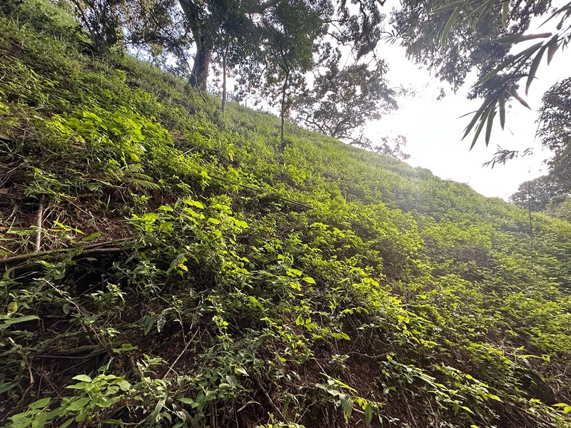 Sítio de 4 quartos com lagoa piscina churasqueira a venda em Juiz de Fora MG: 40ª foto da galeria de imagens do imóvel