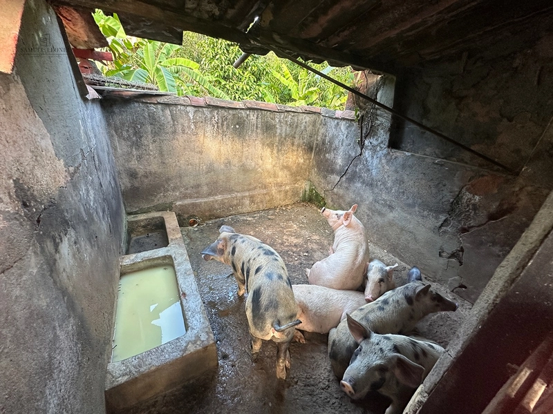 Sítio de 4 quartos com lagoa piscina churasqueira a venda em Juiz de Fora MG: 44ª foto da galeria de imagens do imóvel