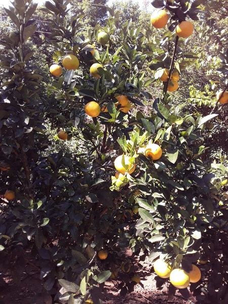 Refugio Tres Pinheiros: 17ª foto da galeria de imagens do imóvel