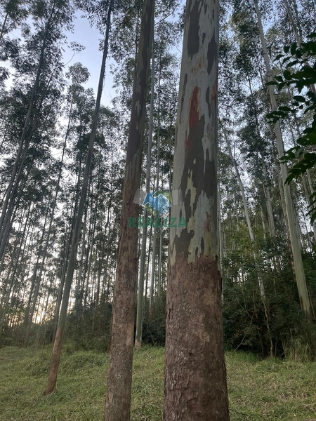 ÁREA DE REFLORESTAMENTO: 3ª foto da galeria de imagens do imóvel