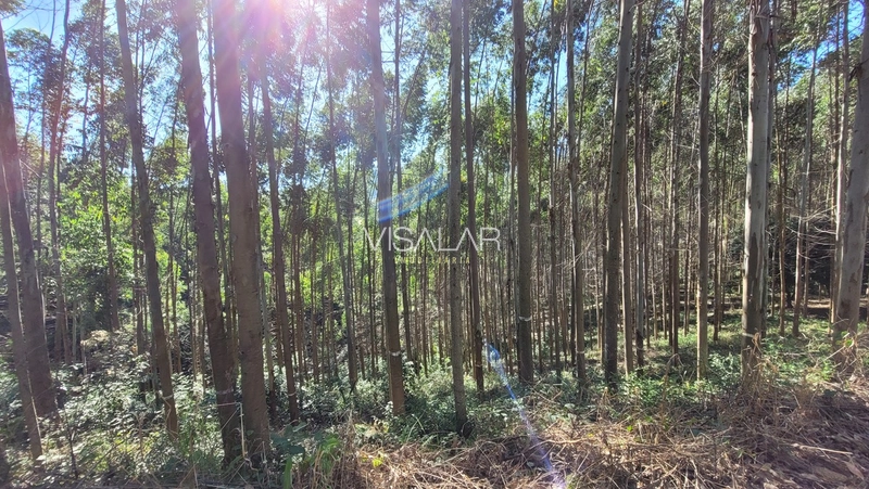 Chácara a venda - São José - Armazém-SC: 9ª foto da galeria de imagens do imóvel