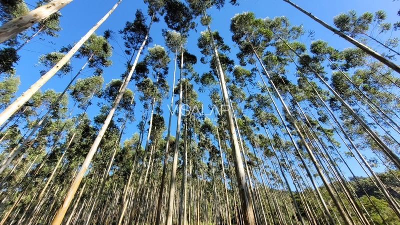 Chácara a venda - São José - Armazém-SC: 8ª foto da galeria de imagens do imóvel