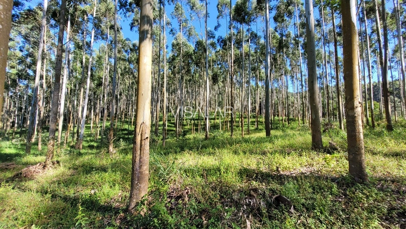 Chácara a venda - São José - Armazém-SC: 7ª foto da galeria de imagens do imóvel