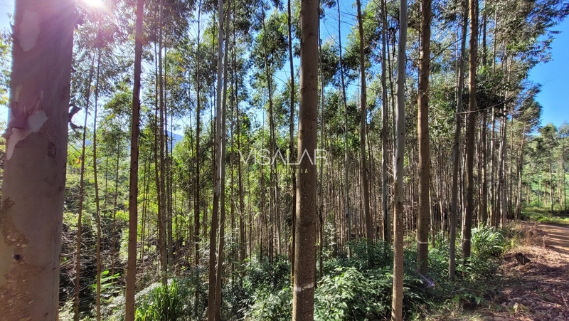 Chácara a venda - São José - Armazém-SC: 3ª foto da galeria de imagens do imóvel