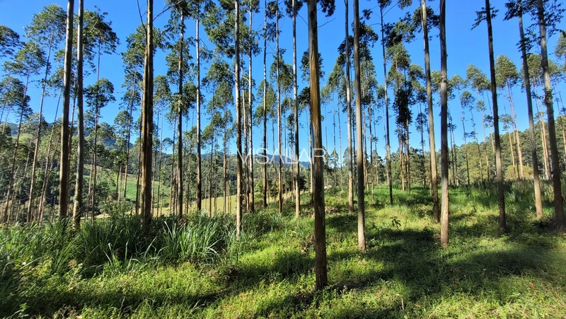 Chácara a venda - São José - Armazém-SC: 6ª foto da galeria de imagens do imóvel