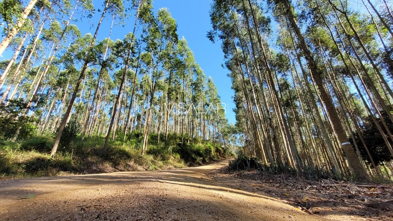 Chácara a venda - São José - Armazém-SC: 4ª foto da galeria de imagens do imóvel