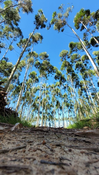 Chácara a venda - São José - Armazém-SC: 14ª foto da galeria de imagens do imóvel