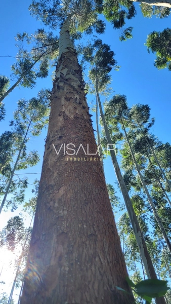 Chácara a venda - São José - Armazém-SC: 13ª foto da galeria de imagens do imóvel
