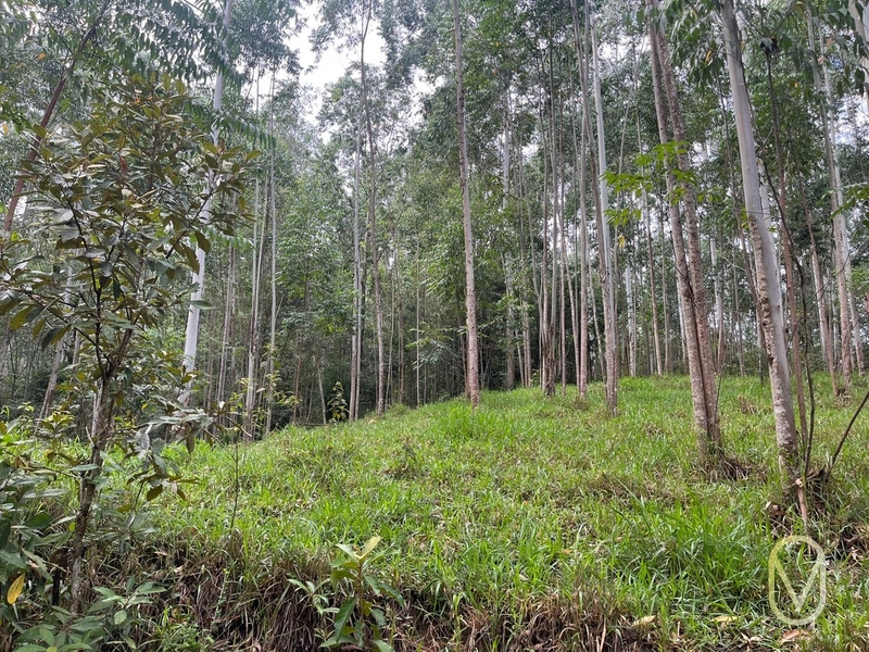 Terreno de 23.8 hectares á Venda São Martinho-SC: 35ª foto da galeria de imagens do imóvel