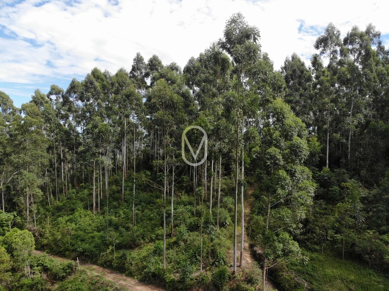 Terreno de 23.8 hectares á Venda São Martinho-SC: 10ª foto da galeria de imagens do imóvel