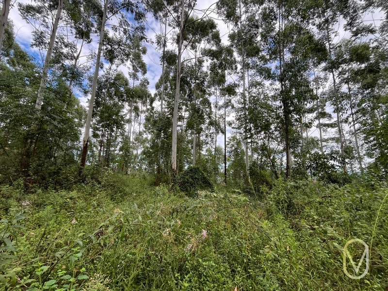 Terreno de 23.8 hectares á Venda São Martinho-SC: 54ª foto da galeria de imagens do imóvel