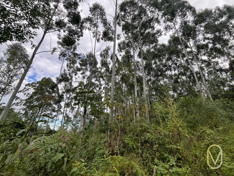 Terreno de 23.8 hectares á Venda São Martinho-SC: 56ª foto da galeria de imagens do imóvel