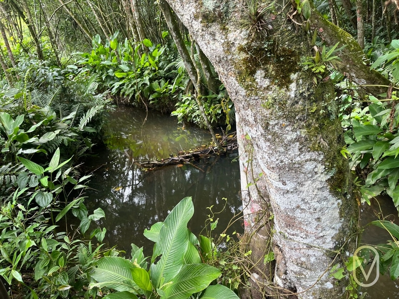 Terreno de 23.8 hectares á Venda São Martinho-SC: 26ª foto da galeria de imagens do imóvel