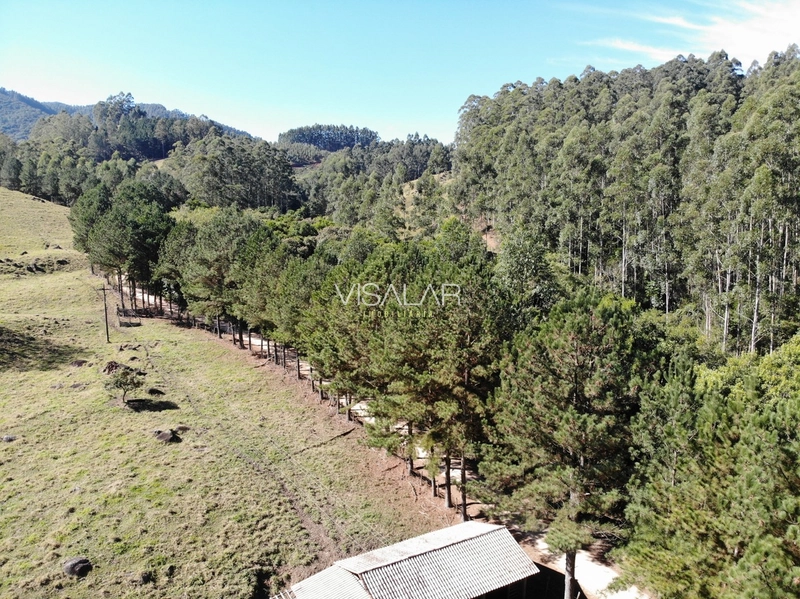 TERRENO DE 2 HECTARES A VENDA - VARGEM DO CEDRO - SÃO MARTINHO/SC: 5ª foto da galeria de imagens do imóvel