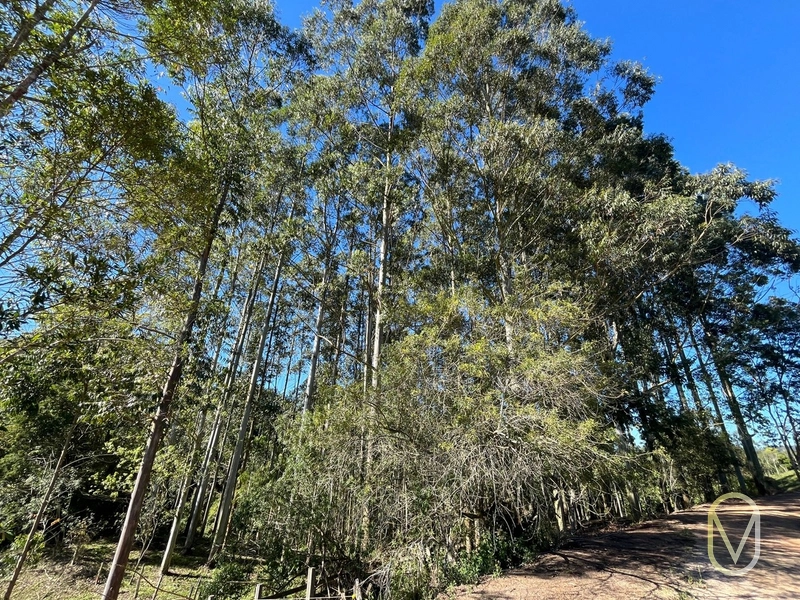 Terreno de 41 hectares á Venda em São Martinho-SC: 43ª foto da galeria de imagens do imóvel
