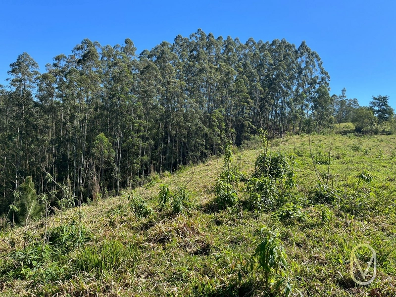 Terreno de 41 hectares á Venda em São Martinho-SC: 36ª foto da galeria de imagens do imóvel