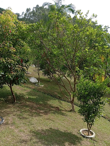 Chácara localizada em area rural em Itapema: 28ª foto da galeria de imagens do imóvel