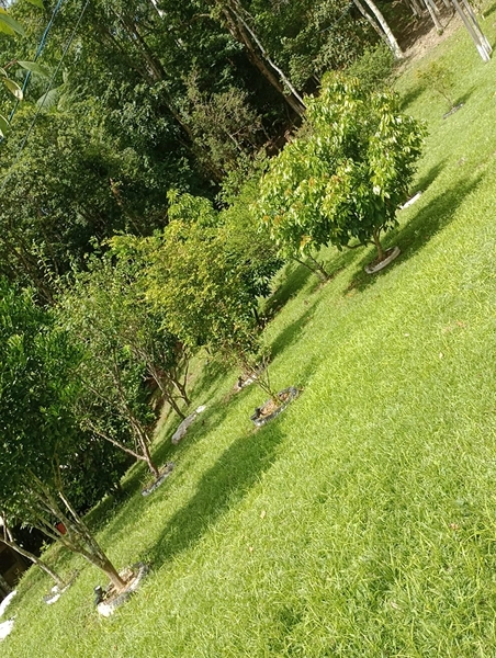 Chácara localizada em area rural em Itapema: 20ª foto da galeria de imagens do imóvel