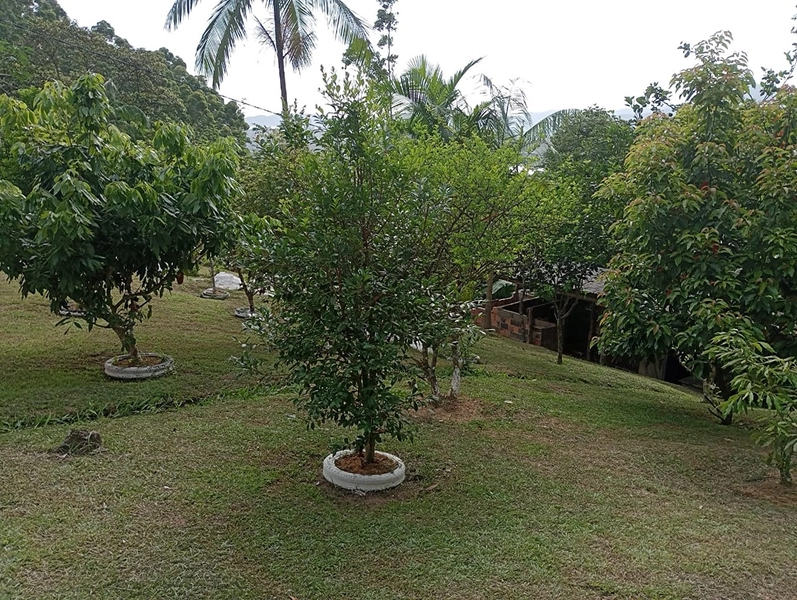 Chácara localizada em area rural em Itapema: 31ª foto da galeria de imagens do imóvel