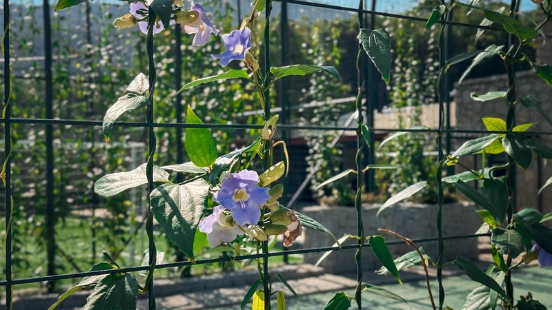 Casa de Alto Padrão para Aluguel em Condomínio Fechado -  Itapema, SC: 24ª foto da galeria de imagens do imóvel