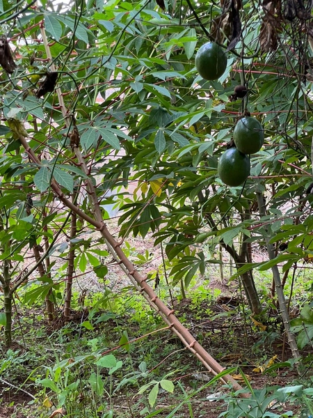 Casa próxima a Semel: 11ª foto da galeria de imagens do imóvel