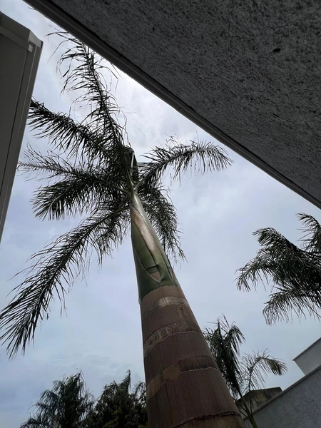 Casa em 2 terrenos no Alto da Figueira lll: 35ª foto da galeria de imagens do imóvel