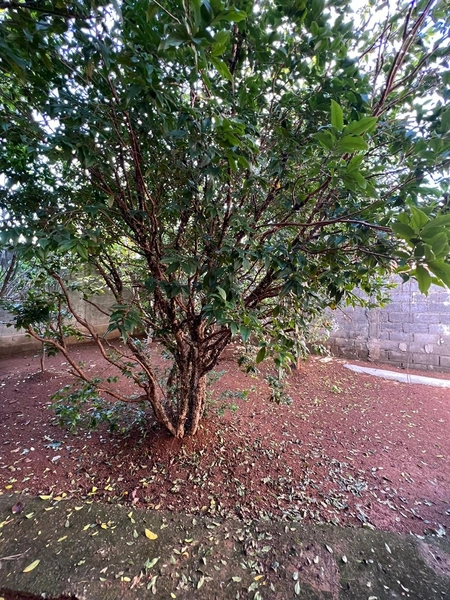 Casa terreno inteiro por 295 mil: 23ª foto da galeria de imagens do imóvel