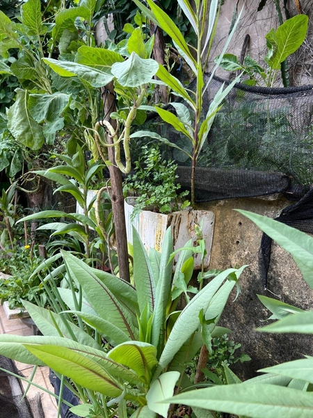 Casa Alta no Bela Vista: 25ª foto da galeria de imagens do imóvel